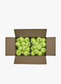 Wilson 72-Pack Triniti Pro Club Tennisball Gelb 19258 2