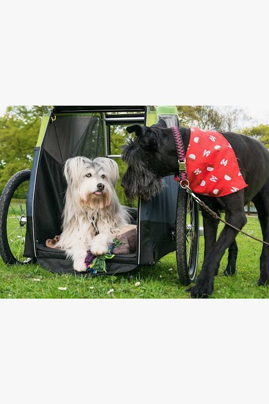Croozer Dog Jokke rimorchio bicicletta